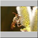 x-Nomada lathburiana m01a.jpg